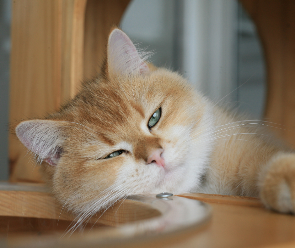 trish-lindsey-rvt-pets-pic-02