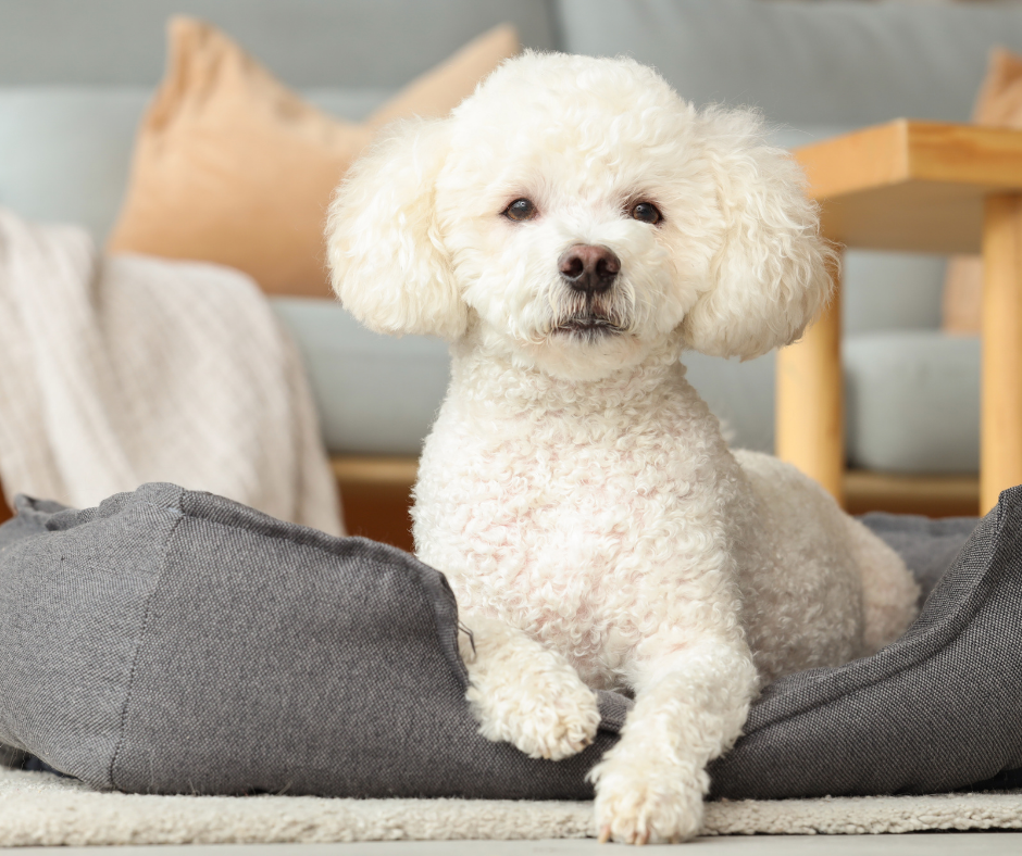 trish-lindsey-rvt-pets-pic-1 (4)