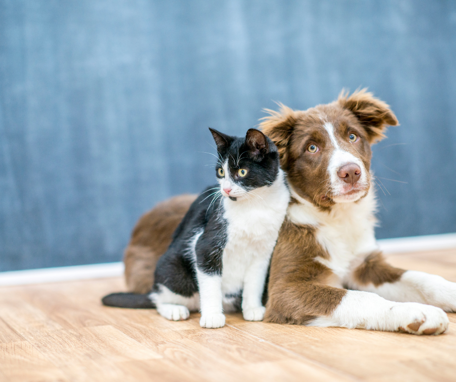 trish-lindsey-rvt-pets-pic-1