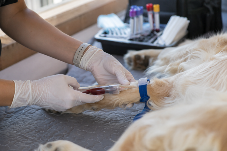 Pet Homecare Blood Collection